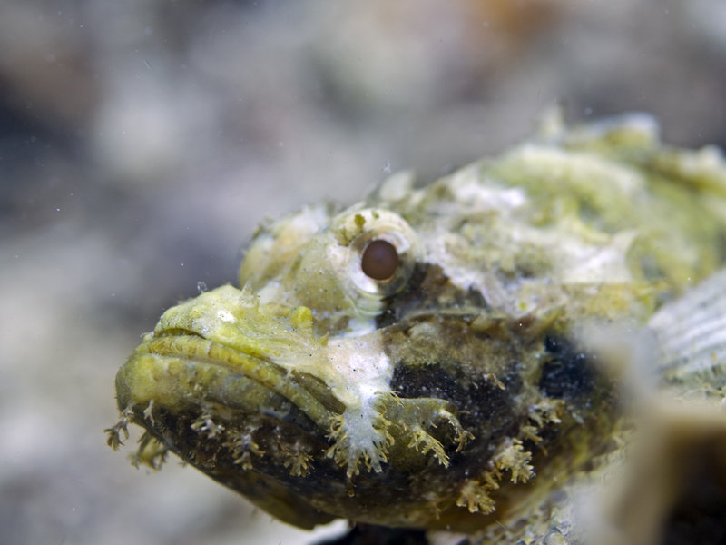 Scorpion Fish, Mandarin Patch